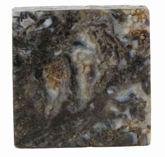 Rhynie Chert - Early Devonian Vascular Plant Fossils #44255